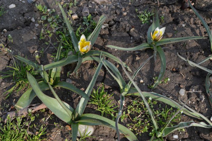 lalele pitice - 2014 Splendori de primavara