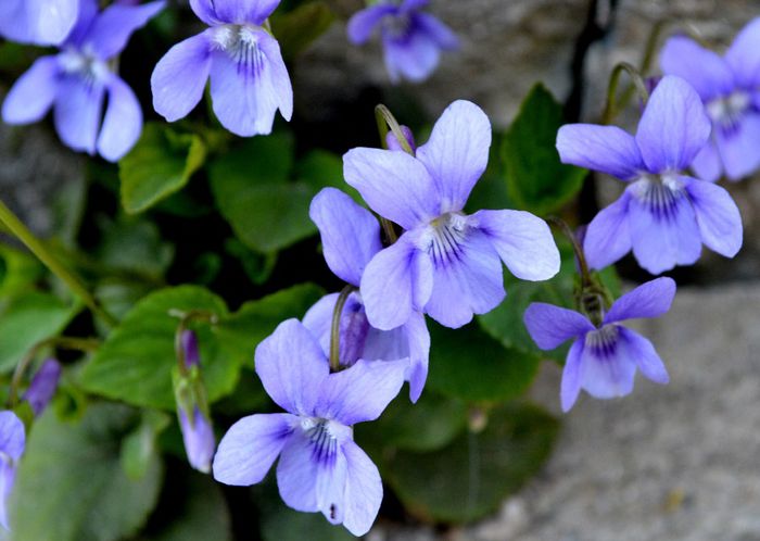 tamaioare de munte - 2014 Splendori de primavara