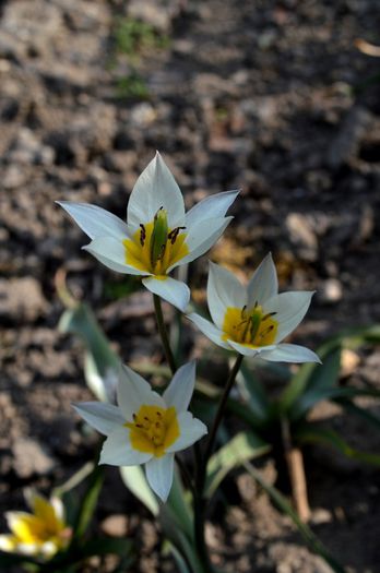 ne deschidem doar la soarele amiezii - 2014 Splendori de primavara