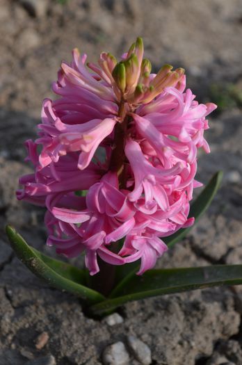 grasunica - 2014 Splendori de primavara