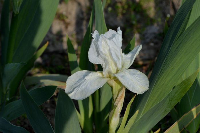 cel mai harnic din cei mari - 2014 Splendori de primavara