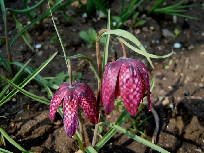 fritillaria meleagris - 2014 Splendori de primavara