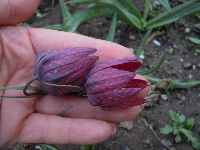 delicatete - 2014 Splendori de primavara