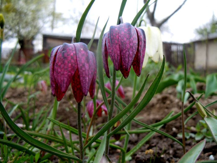 vrem ploaie - 2014 Splendori de primavara