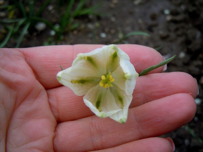 vedere din interior - 2014 Splendori de primavara