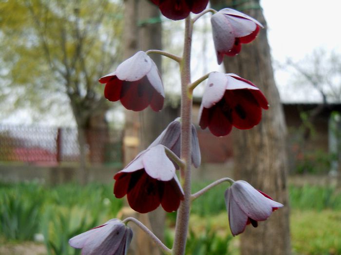 fritillaria persica dupa o saptamana - 2014 Splendori de primavara
