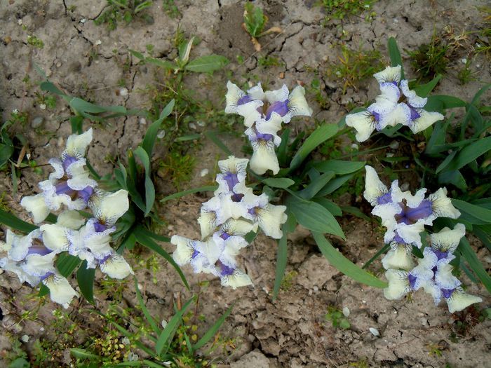 knick -knack - 2014 Splendori de primavara