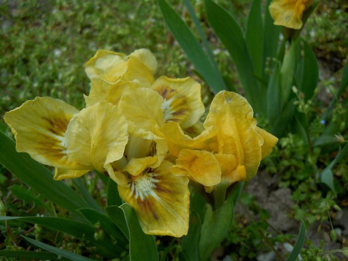 baria - 2014 Splendori de primavara