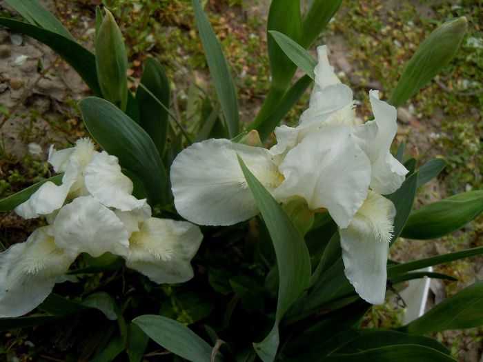 alb pitic - 2014 Splendori de primavara