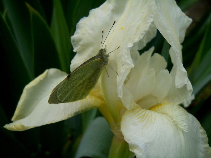 prietenie - 2014 Splendori de primavara