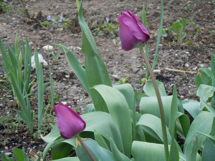 din Dedeman, cu procent mic de inflorire in anul al doilea - 2014 Splendori de primavara