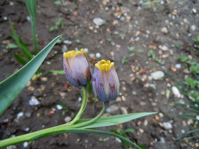 fritillaria uva vulpis la o saptamana de la inflorire