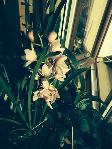 image - cymbidium