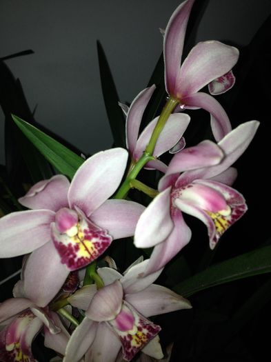 image - cymbidium