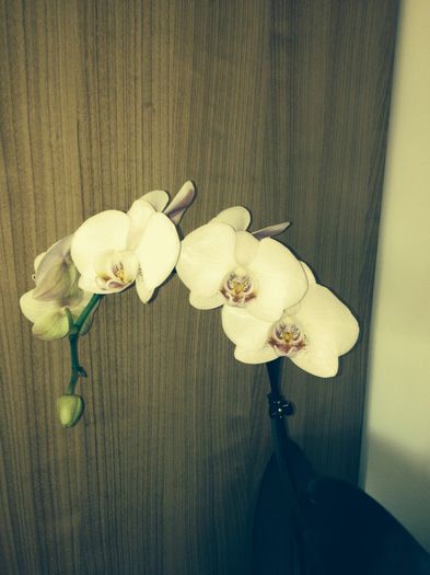 image - phalaenopsis