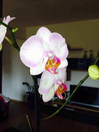 image - phalaenopsis