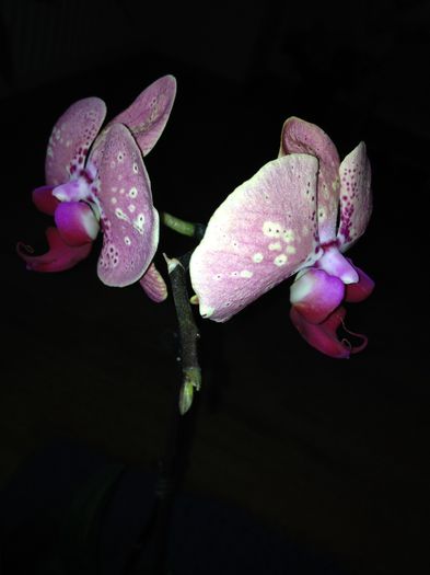 image - phalaenopsis