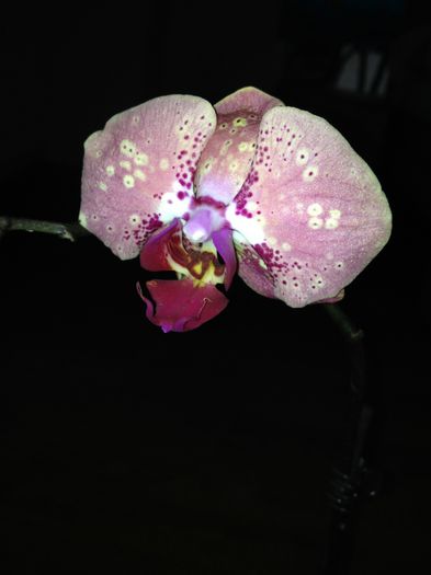 image - phalaenopsis