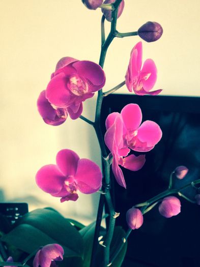 image - phalaenopsis