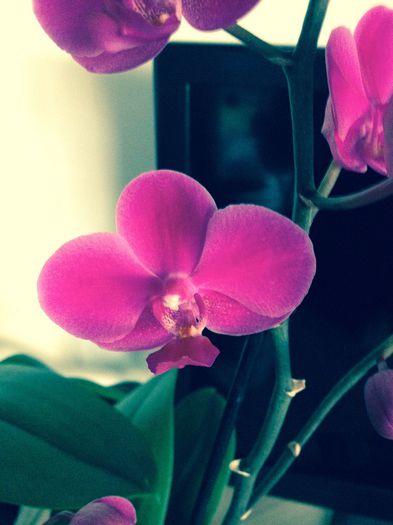 image - phalaenopsis