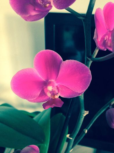 image - phalaenopsis