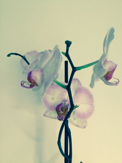 image - phalaenopsis