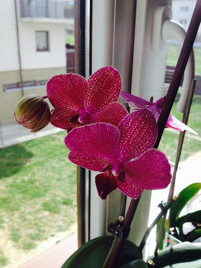 image - phalaenopsis