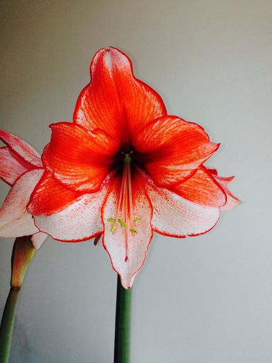 image - amaryllis