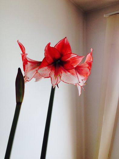 image - amaryllis