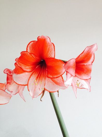 image - amaryllis