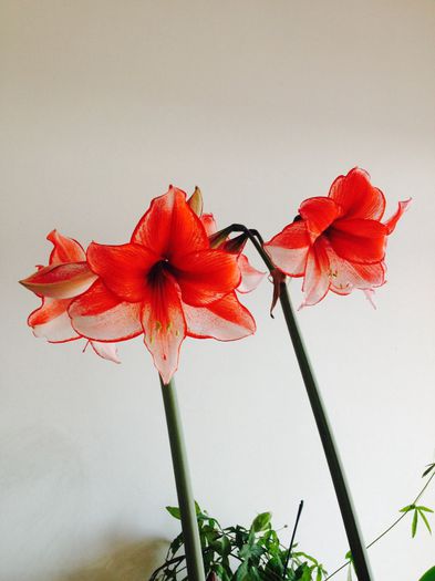 image - amaryllis