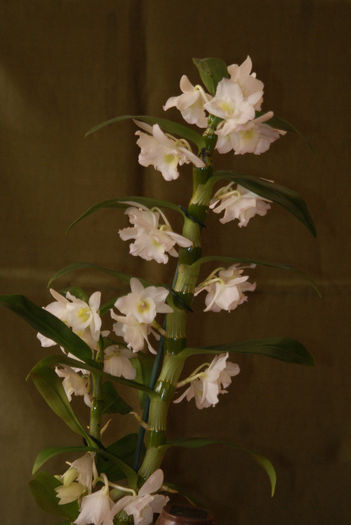 Dendrobium Nobile