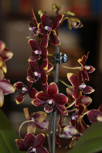 Phalaenopsis Black Jack