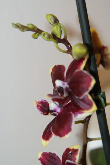 Phalaenopsis Black Jack; Din toamna ma tot rasplateste cu flori. Se pare ca-i place cum o ingrijesc. :)

