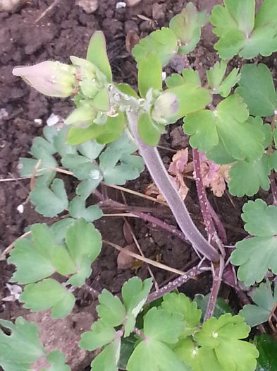 Aquillegii 2 lei firul