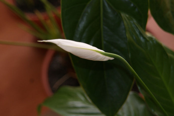 2 - Spathiphyllum sau Criunl Pacii