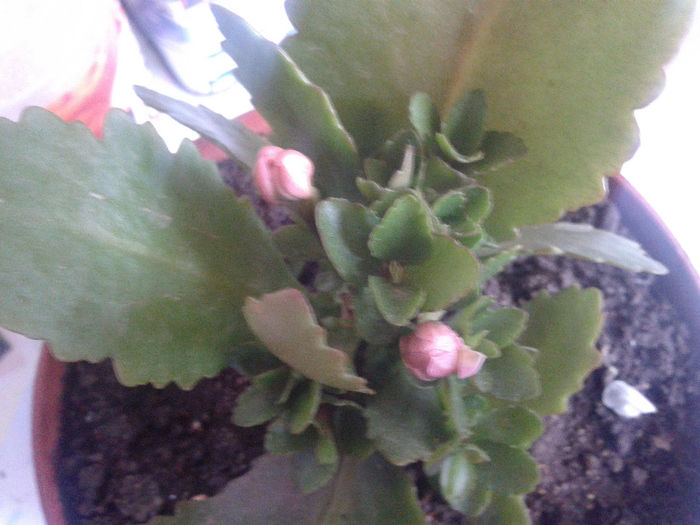 kalanchoe roz batut