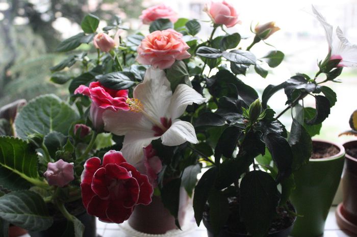 IMG_1486 - 2014 aprilie