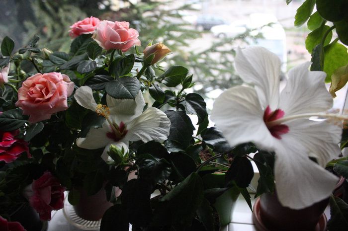 IMG_1488 - 2014 aprilie