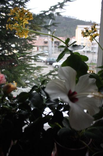 IMG_1489 - 2014 aprilie