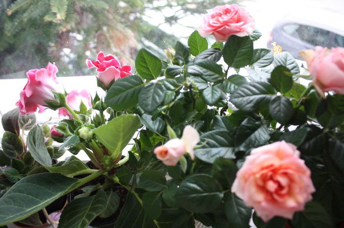 IMG_1490 - 2014 aprilie