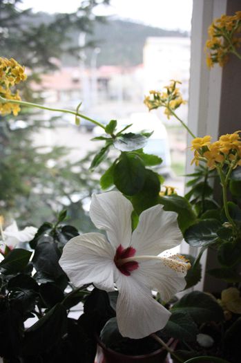 IMG_1491 - 2014 aprilie