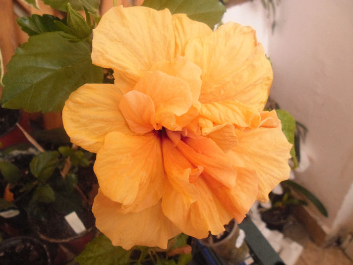 Clasic Apricot - Hibiscus 2014-1