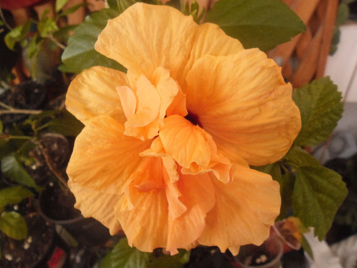 Clasic Apricot