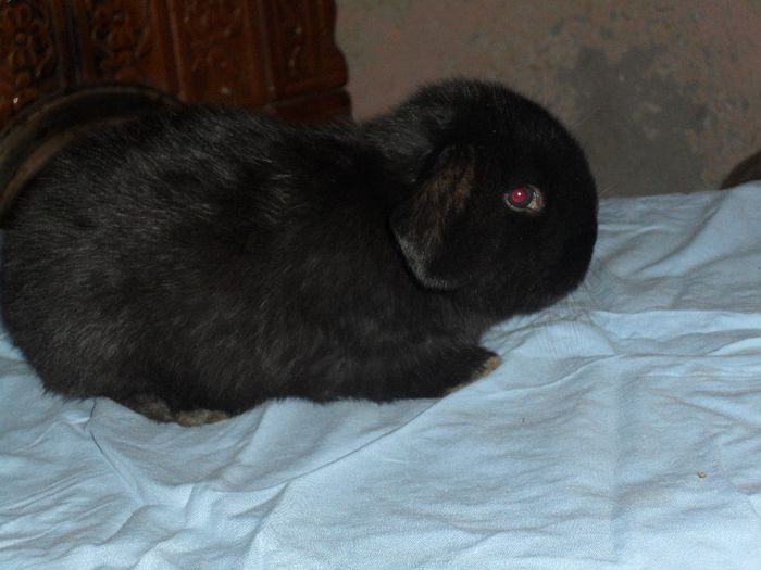 SAM_0751 - berbeci germani pui1 luna 2014