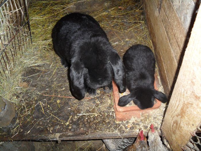 SAM_0754 - berbeci germani pui1 luna 2014