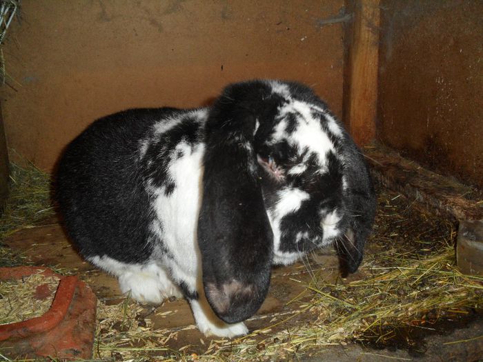 SAM_0763; tatal puilor " cacareaza"
