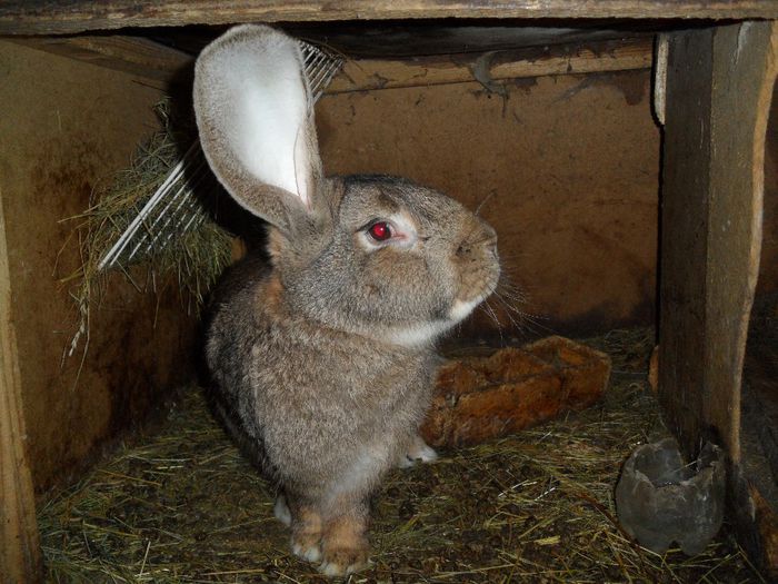 SAM_0767; iepuroi 1 an
