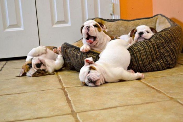 Collection-pictures-of-cute-english-bulldog-puppies - Catelusi