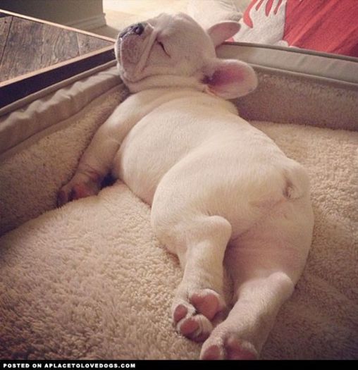 french-bulldog-cutie - Catelusi